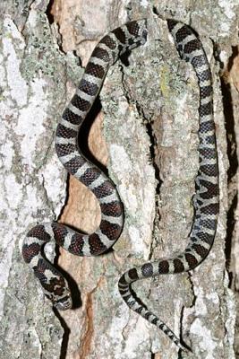 Eastern Milk Snake - Lampropeltis triangulum triangulum