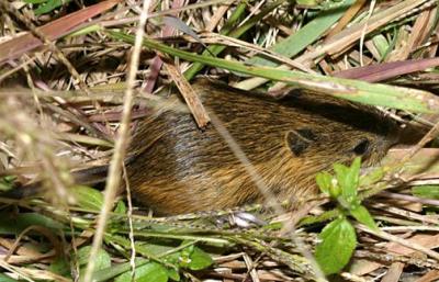 Meadow Jumping Mouse - Zapus hudsonius