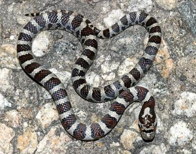 Eastern Milk Snake - Lampropeltis triangulum triangulum