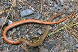 brown phase Northern Red-bellied Snake - Storeria occipitomaculata occipitomaculata
