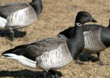 Brant - Branta bernicla
