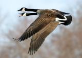 Canada Geese - Branta canadensis
