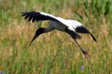 Wood Stork - Mycteria americana