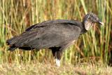 Black Vulture - Coragyps atratus