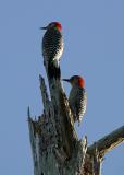 Red-bellied Woodpeckers - Melanerpes carolinus