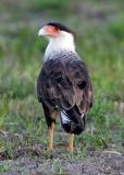 Crested Caracara - Caracara cheriway