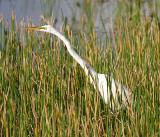 Great Egret - Ardea alba