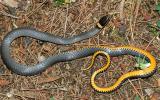 Northern Ring-neck Snake - Diadophis punctatus edwardsi