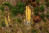 Clavulinopsis fusiformeis (Golden Spindle)