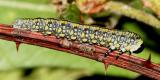 Introduced Pine Sawfly larva - Diprion similis
