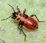 Lygaeus kalmii (nymph)