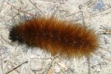 8137 - Yellow Bear - Spilosoma virginica