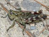 Grizzled spur-throated grasshopper - Melanoplus punctulatus