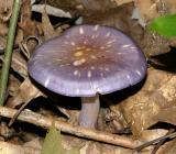 Cortinarius iodes