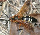 Sphecius speciosus - Cicada Killer