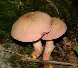  Chrome-footed Bolete - Harrya chromapes 