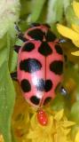 Spotted Lady beetle - Coleomegilla maculata