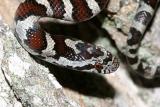 Eastern Milk Snake - Lampropeltis triangulum triangulum