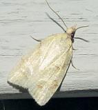 3725 - Sparganothis Moth - Sparganothis pettitana