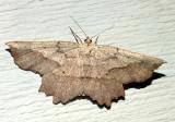 6726 -- Obtuse Euchlaena Moth -- E. obtusaria/muzaria