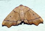  6842 -- Straight-lined Plagodis Moth -- Plagodis phlogosaria