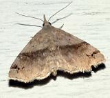 8479 - Six-spotted Gray Moth - Spargaloma sexpunctata