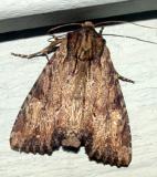  9341 -- Airy Apamea Moth -- Apamea vultuosa