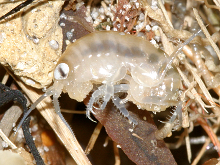 Sand flea, Amphipoda - Talitridae - Americorchestia megalophthalma