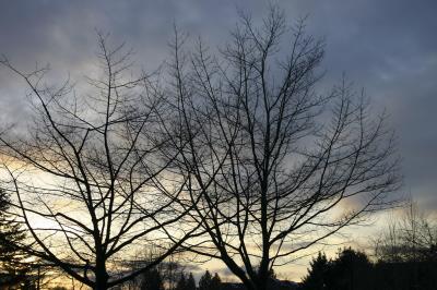 Two Trees