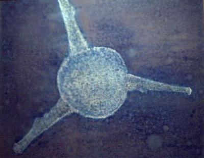 Microscosm, 22 x 28 SOLD
