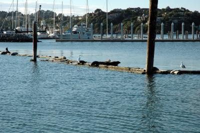sea lions on breakwater