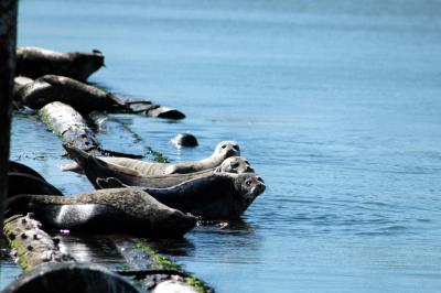 sea lions on breakwater