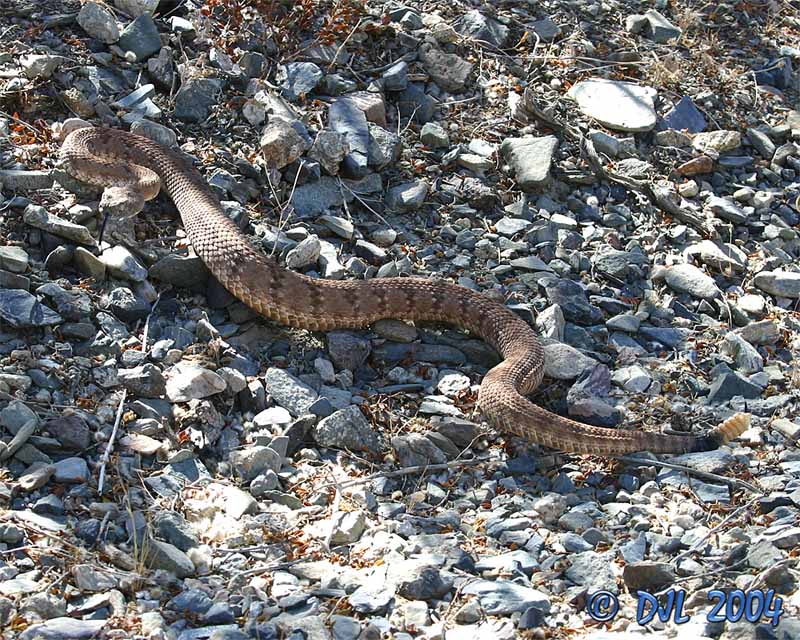 Panamint Rattlesnake, sometimes called Panamint Red Rattler
