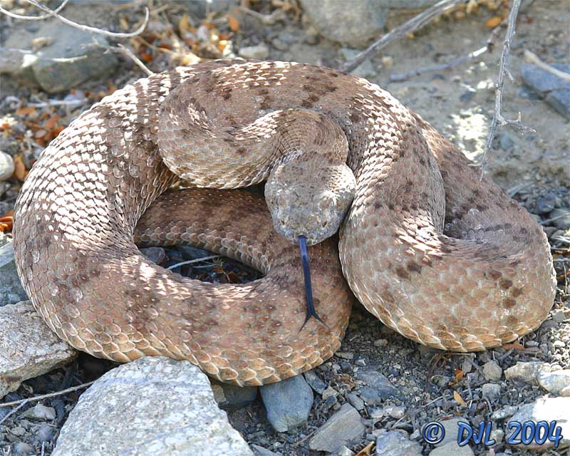 Panamint Rattlesnake, sometimes called Panamint Red Rattler