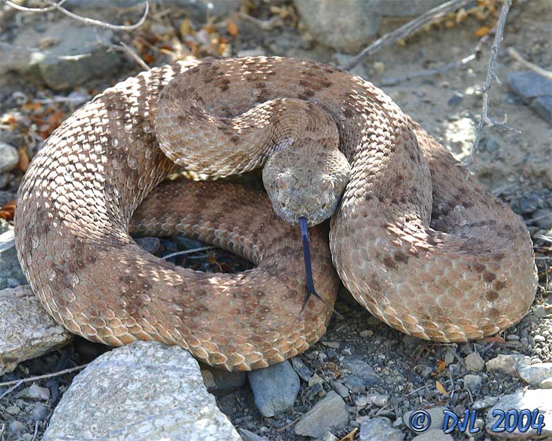 Panamint Rattlesnake, sometimes called Panamint Red Rattler
