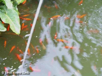 Fuentes con peces