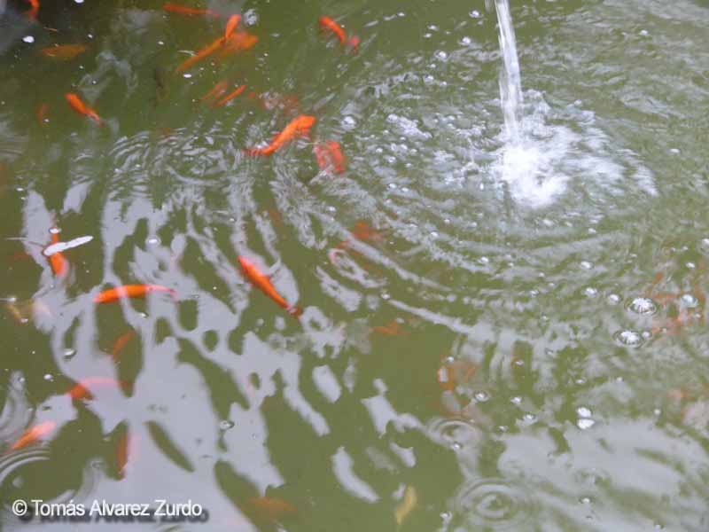 Fuentes con peces