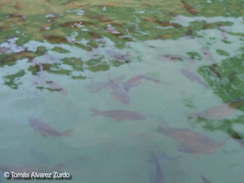 Fuentes con peces