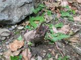 St. Johns, U.S. Virgin Islands - Lizard