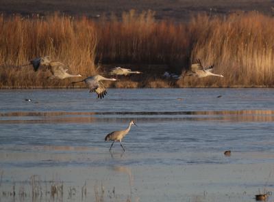 Sandhill Cranes 1