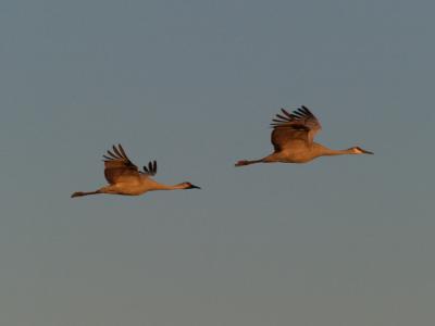 Sandhills Cranes 2