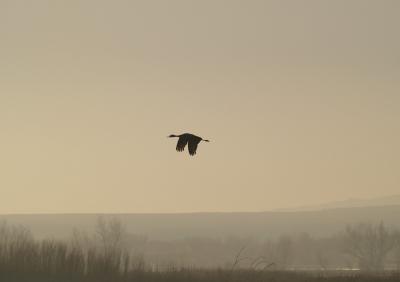 Sandhill Cranes 3