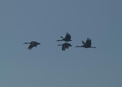 Sandhill Cranes 4