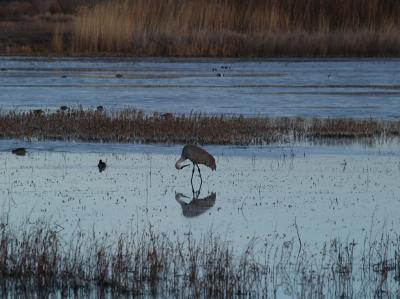 Sandhill Cranes 6