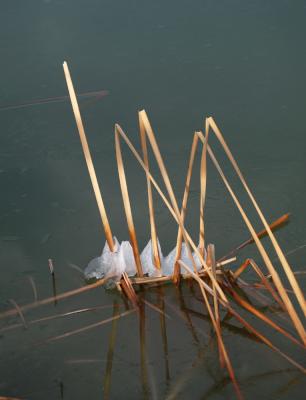 Frozen Marsh Grass 1