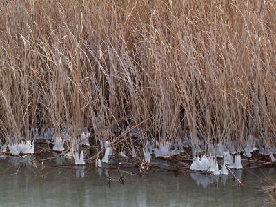 Frozen Marsh Grass 2