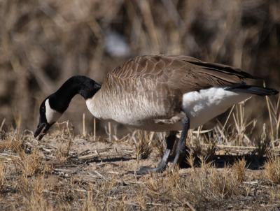 Canada Goose