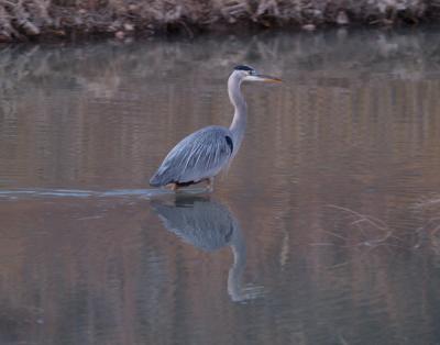 Great Blue Heron 1