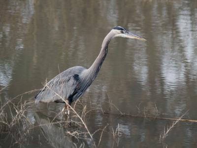 Great Blue Heron 2