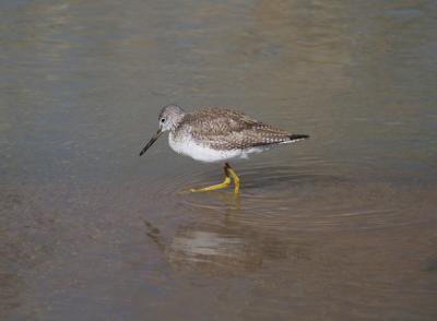 Lesser Yellowlegs
